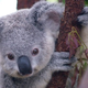 Illustration for article titled Good Wine Tastes More Like Koala Urine Than Youd Think